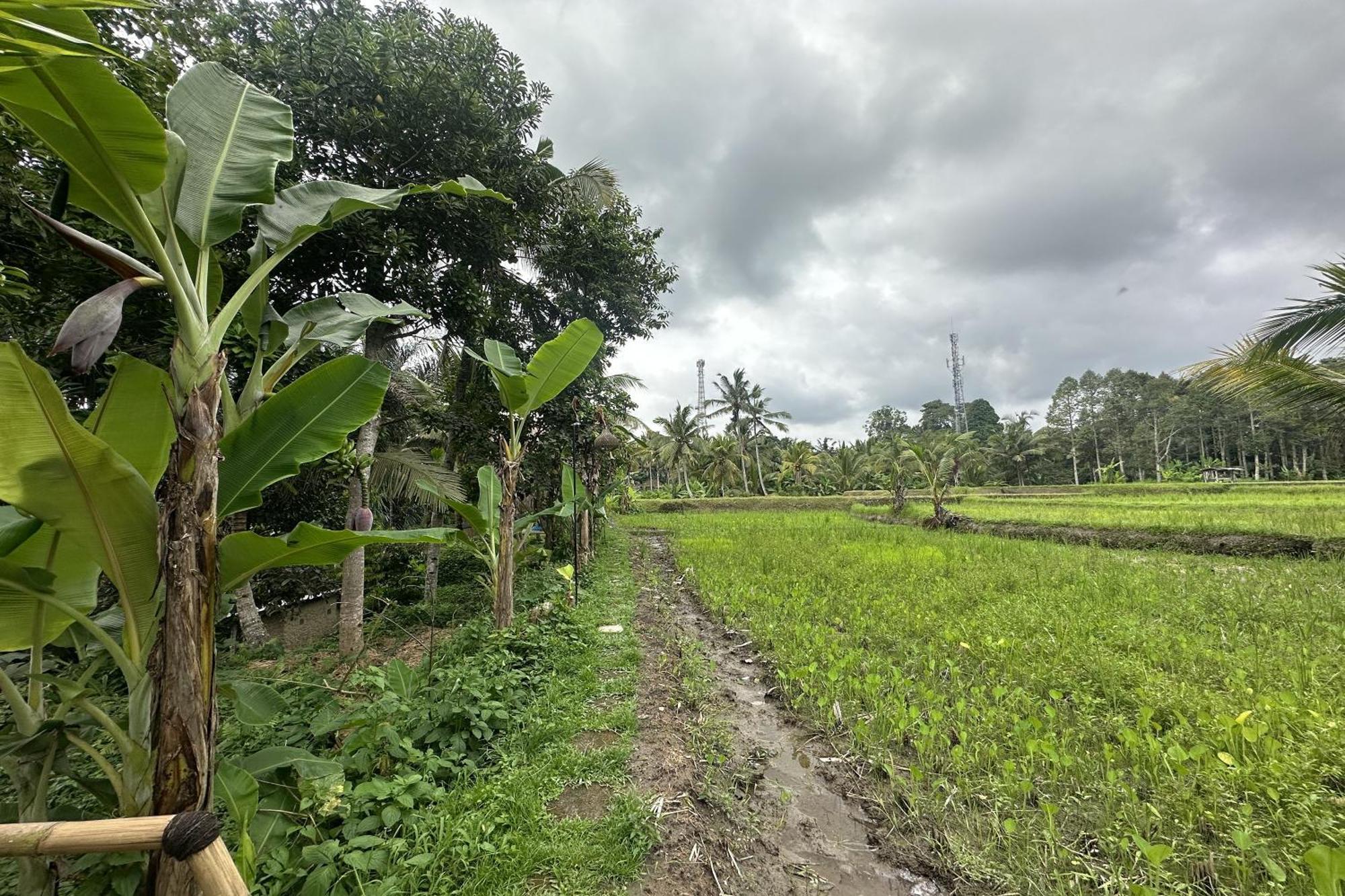 Lumbung Langit Bali House & Hostel Tampaksiring Luaran gambar