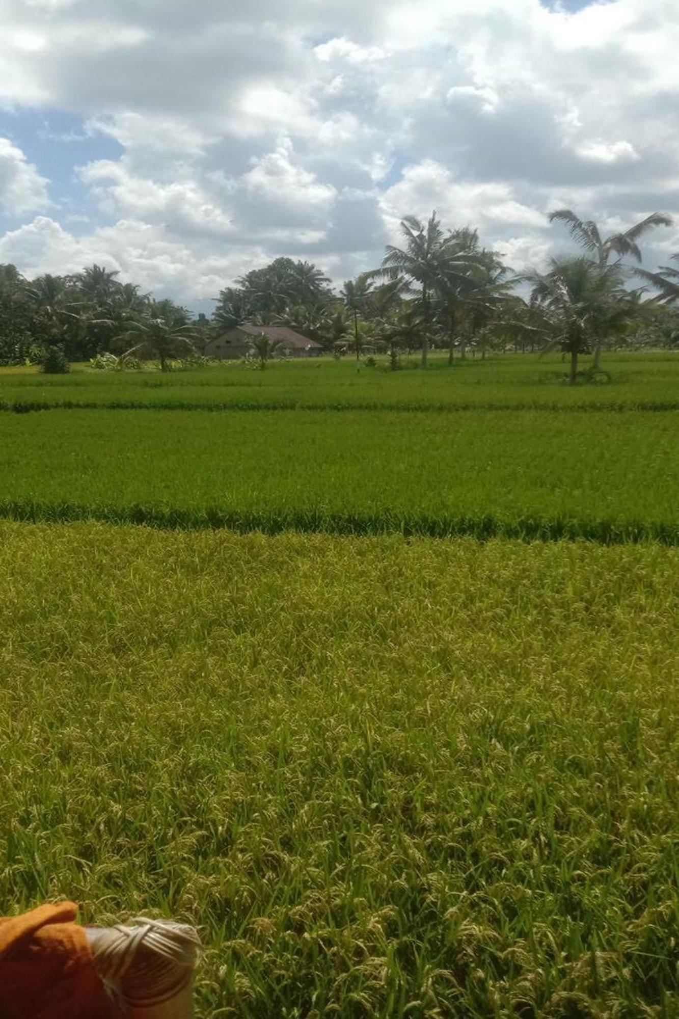 Lumbung Langit Bali House & Hostel Tampaksiring Luaran gambar